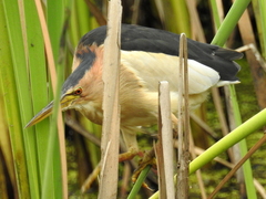 Ixobrychus minutus payesii