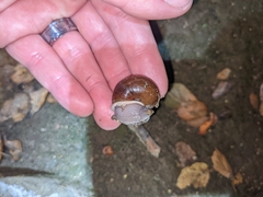 Helminthoglypta phlyctaena