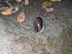 Helminthoglypta phlyctaena