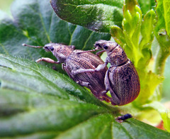 Sciaphobus squalidus
