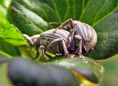 Sciaphobus squalidus
