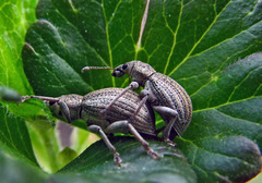 Sciaphobus squalidus