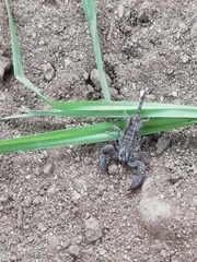 Hormuridae