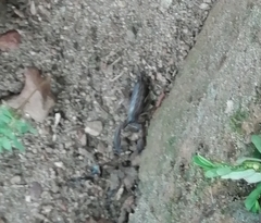 Hormuridae