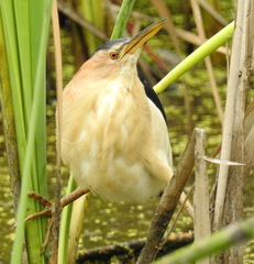 Ixobrychus minutus payesii