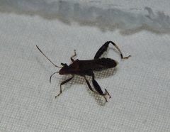 Heegeria tangirica
