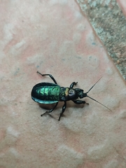 Melanolestes lugens