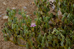 Sesuvium sesuvioides