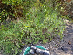 Crassula sarcocaulis