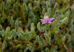 Sesuvium sesuvioides