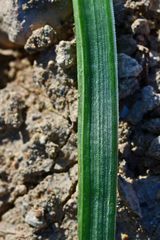 Asphodelus tenuifolius