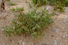Sesuvium sesuvioides