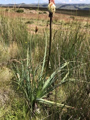 Kniphofia baurii
