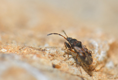 Scolopostethus thomsoni