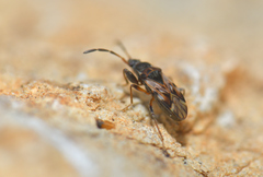 Scolopostethus thomsoni