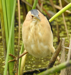 Ixobrychus minutus payesii