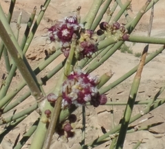 Periploca aphylla