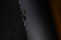 Epipsocidae