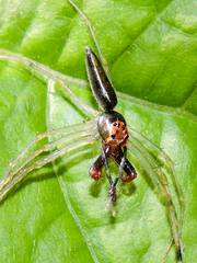 Lyssomanes temperatus