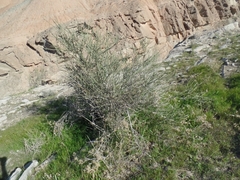 Periploca aphylla