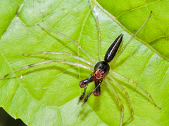 Lyssomanes temperatus