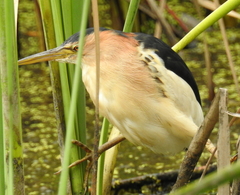 Ixobrychus minutus payesii