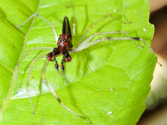 Lyssomanes temperatus