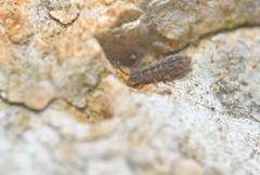 Isotomurus pseudopalustris