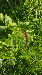 Blitum bonus-henricus