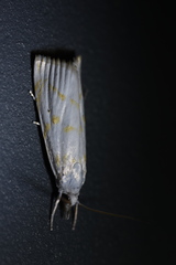 Calamotropha