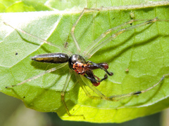 Lyssomanes temperatus