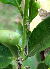 Dilobopterus costalimai