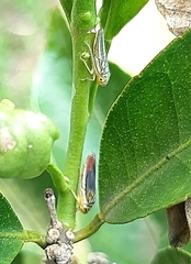 Dilobopterus costalimai