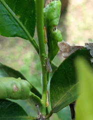 Dilobopterus costalimai