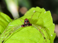 Lyssomanes temperatus