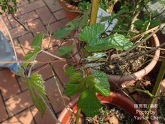 Vitis kelungensis