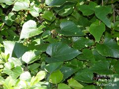 Vitis kelungensis