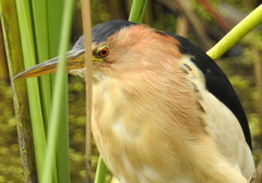 Ixobrychus minutus payesii