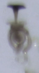 Acrotrichis sericans