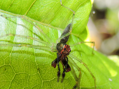 Lyssomanes temperatus