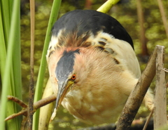 Ixobrychus minutus payesii