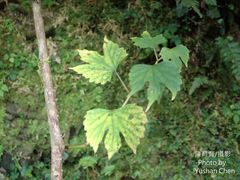 Ampelopsis glandulosa heterophylla