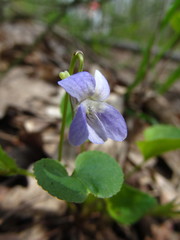 Viola tanaitica