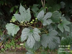 Ampelopsis glandulosa heterophylla