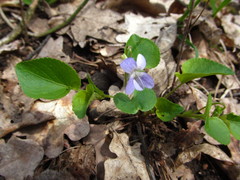 Viola tanaitica
