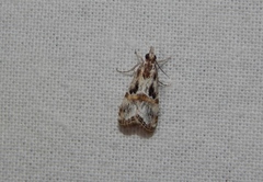 Euchromius nigrobasalis