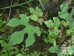 Ampelopsis glandulosa heterophylla
