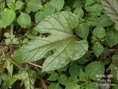 Ampelopsis glandulosa heterophylla