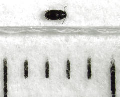 Acrotrichis sericans