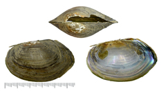 Buldowskia flavotincta